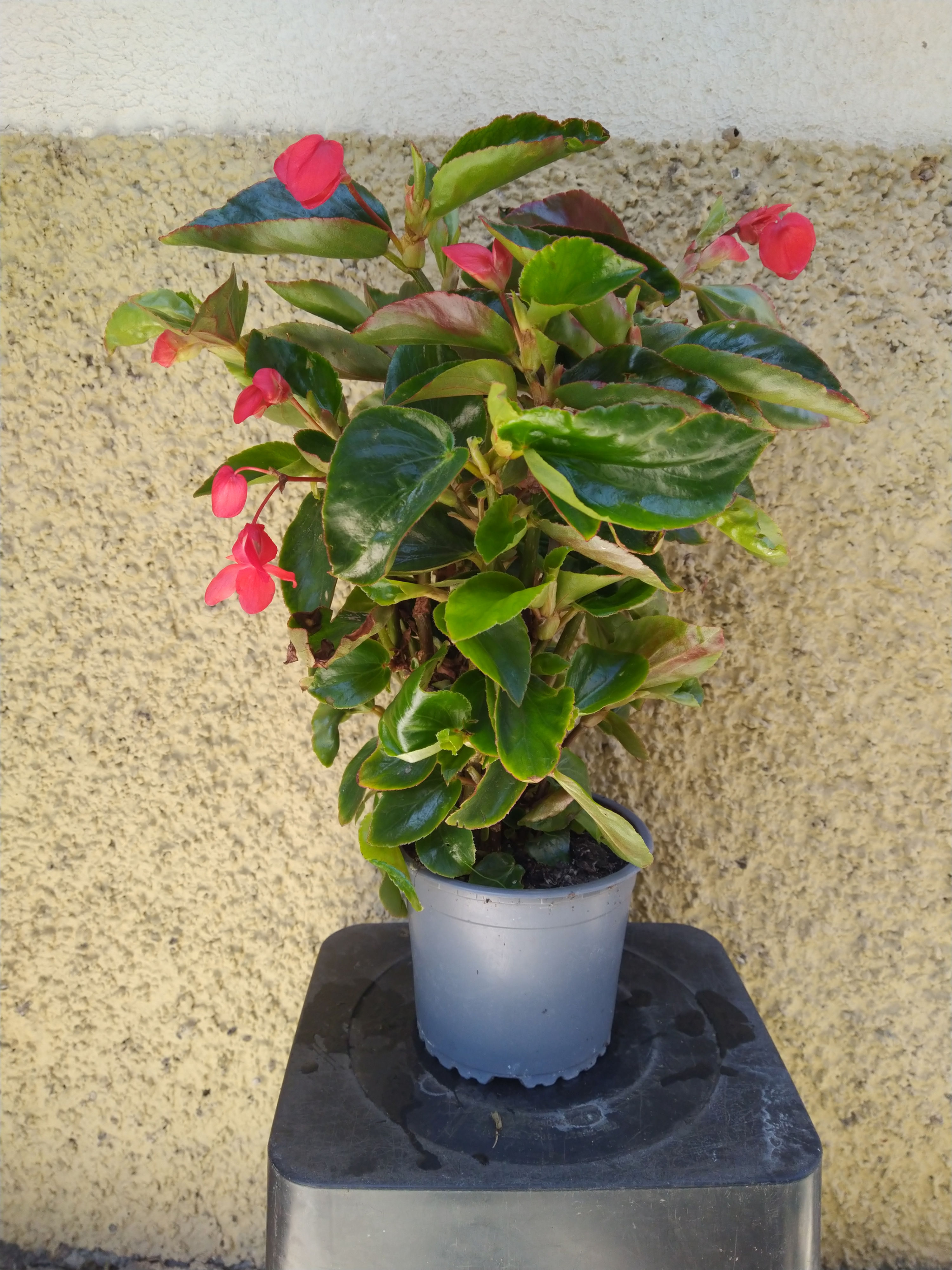 Begonia dragón 