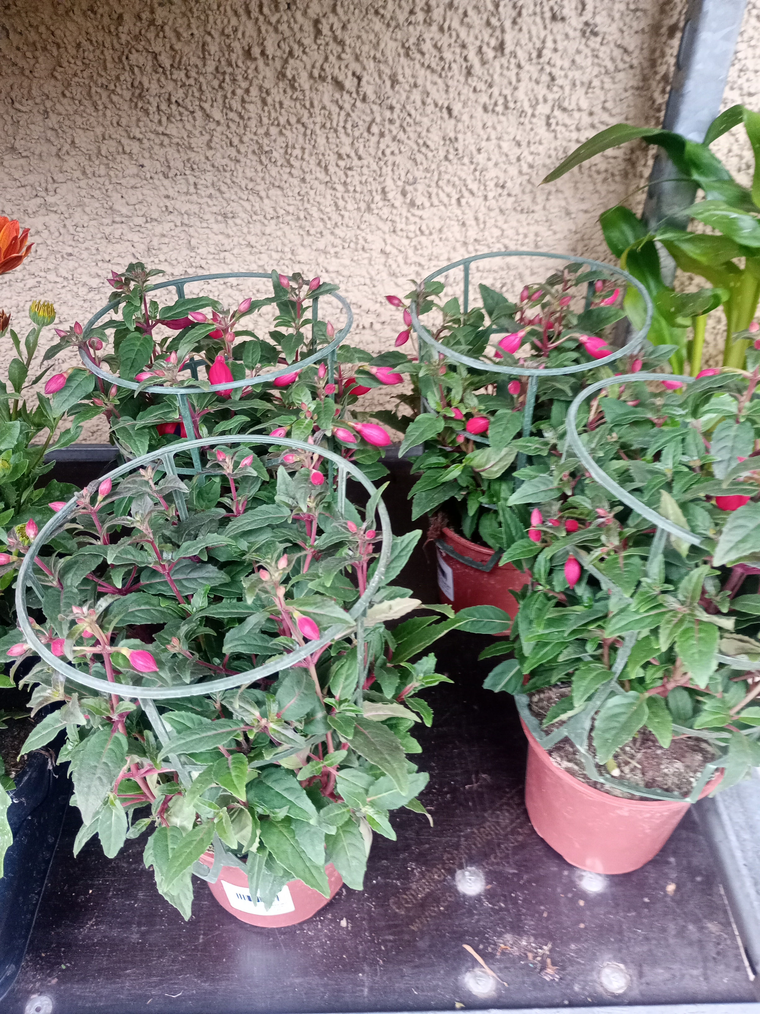 Fucsias, (Pendientes de la reina)