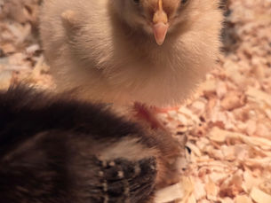 Our farm is expanding!