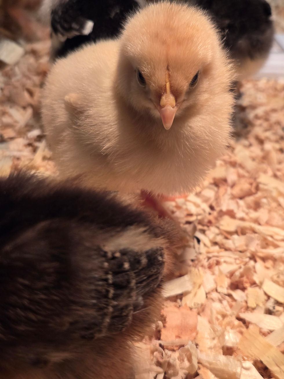 Our farm is expanding!