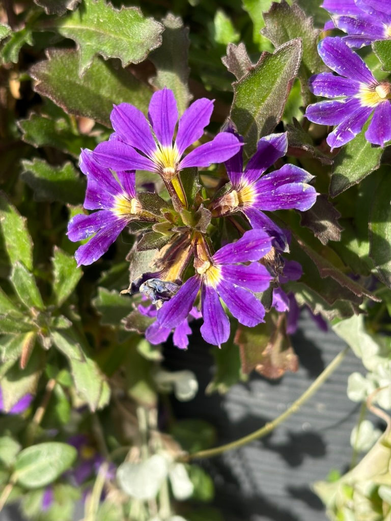 little purple flowers