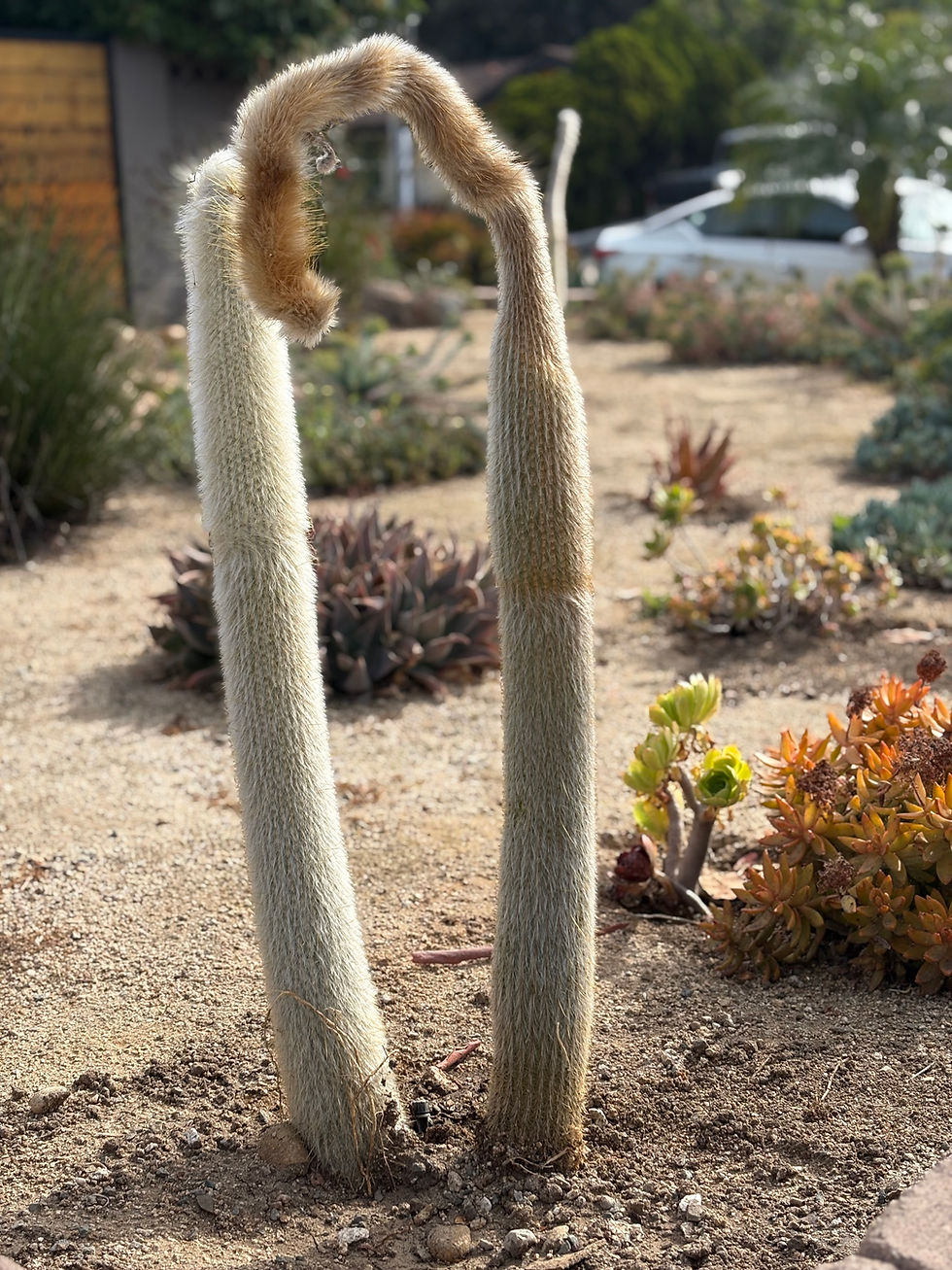 Driving east on Mission Gorge