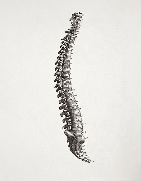backbone.jpg