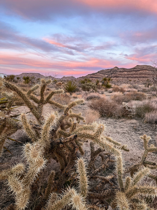 Camping in the Mojave Desert California