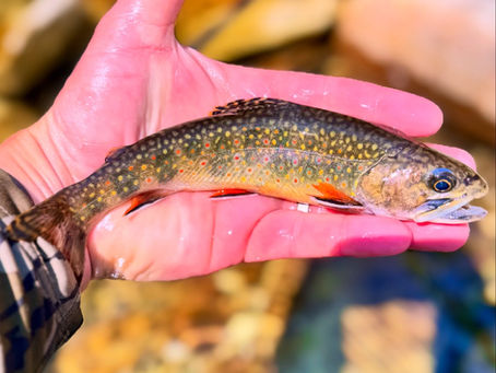 When the Temps Rise, I Head Higher: Wild Brook Trout in the Pisgah Backcountry