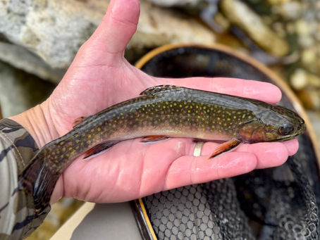 Chasing Shadows: Brook Trout Coloration and the Secrets Hidden in New Water