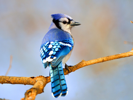 "BLUE-JAY" PART 1 & PART 2 -
WRITTEN BY: DEBBIE K KENNEDY