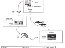 Task 1 Report: Salmon Life Cycle