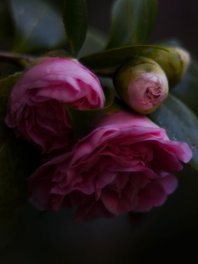 DSC_0619.jpg