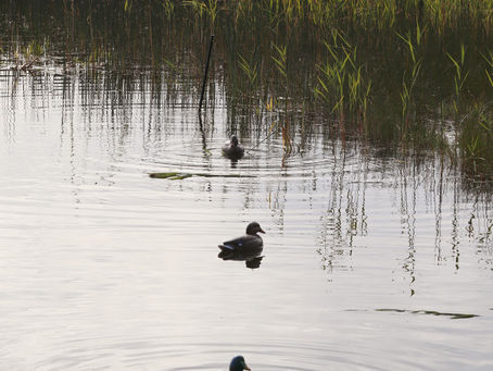 Gör det själv; Jerk rig för sjöfågeljakt under 15€.