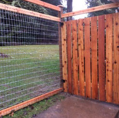 Deer and Garden Fence Eugene Oregon