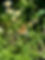 IMG_2439.jpeg