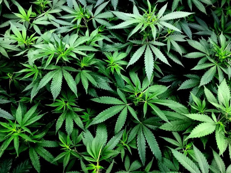 Foto: Reprodução/UNIAD