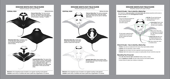 Visualization of field guides used for manta ID