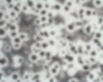 Microscopic analysis spheroidal graphite cast iron
