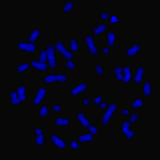 DAPI.gif