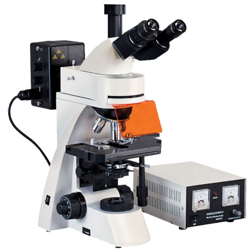 upright biological microscope L2800