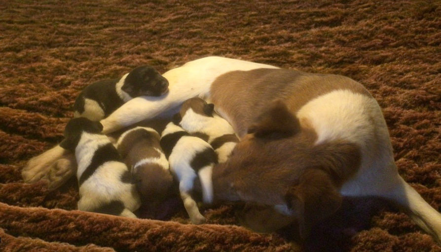 Hoera! Er zijn puppen geboren!