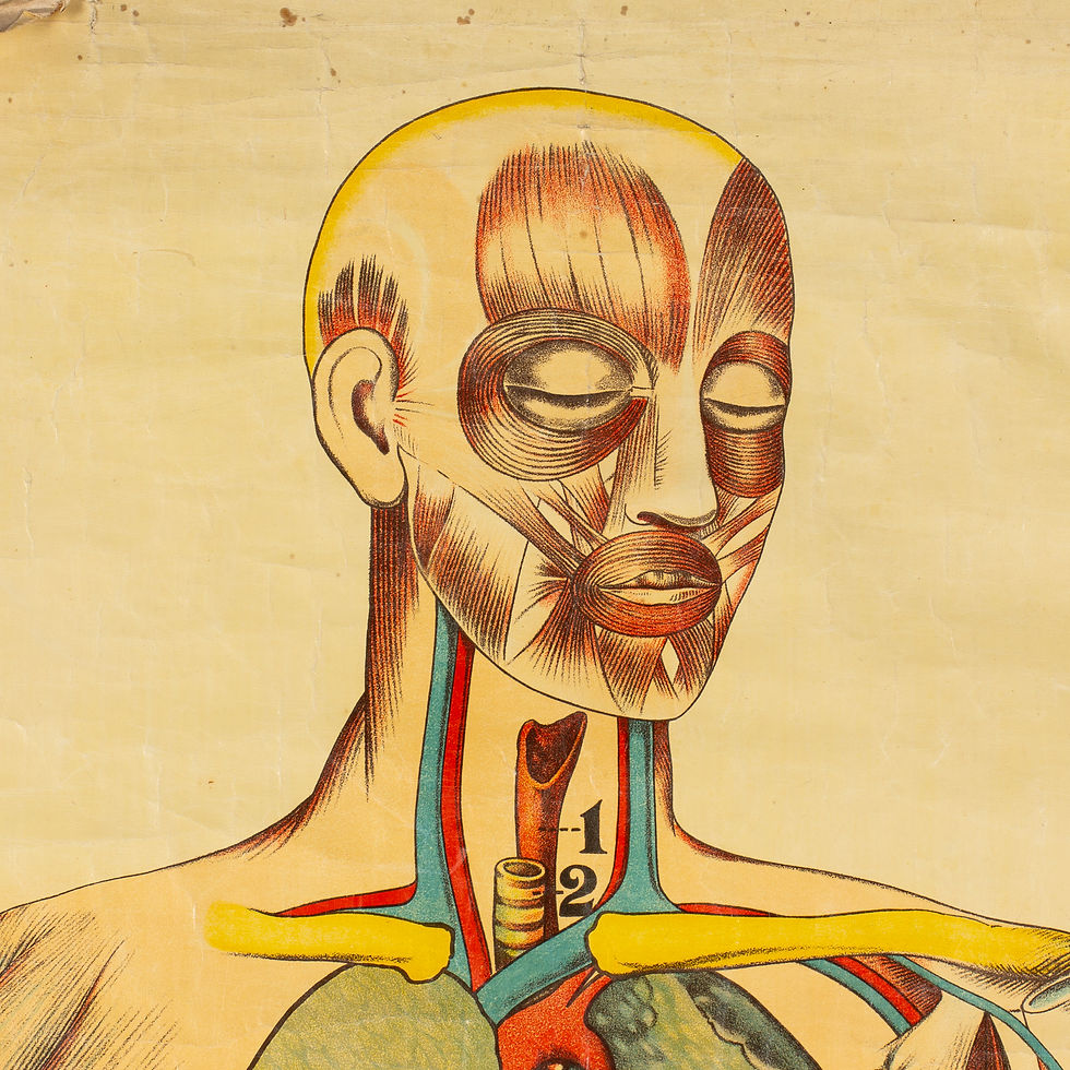 Thumbnail: EARLY ST JOHN'S GENERAL ANATOMY CHART