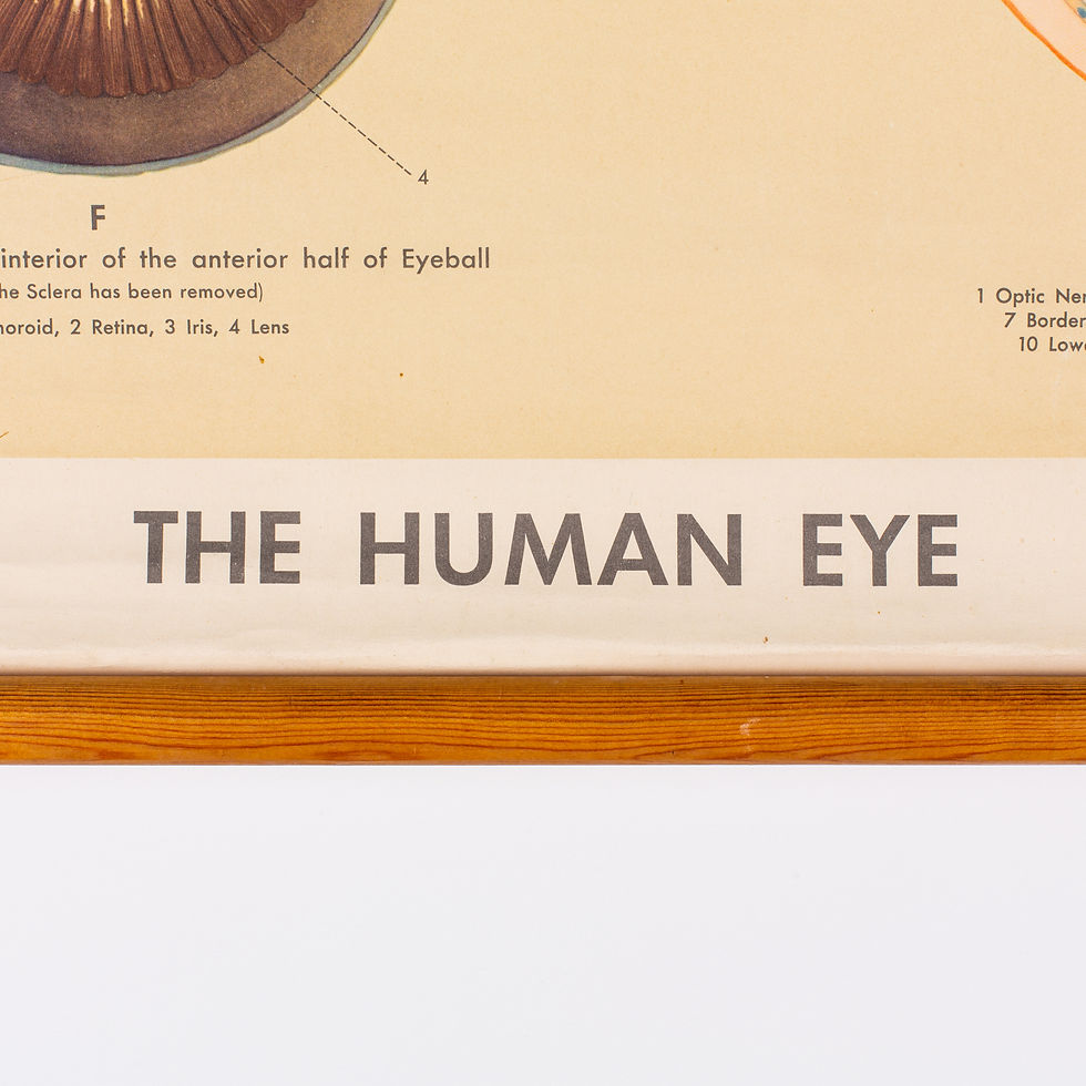 Thumbnail: "THE HUMAN EYE" ADAM ROUILLY MEDICAL / ANATOMICAL WALL CHART