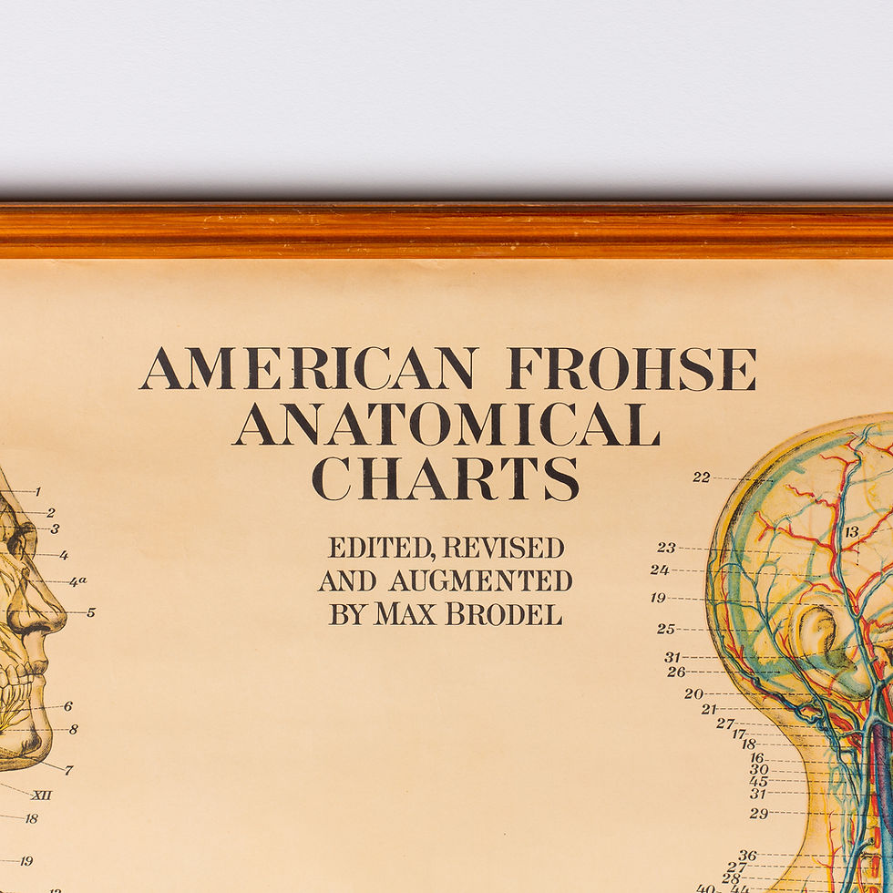 Thumbnail: AMERICAN FROHSE ANATOMICAL CHARTS - THE NERVOUS + CIRCULATORY SYSTEMS