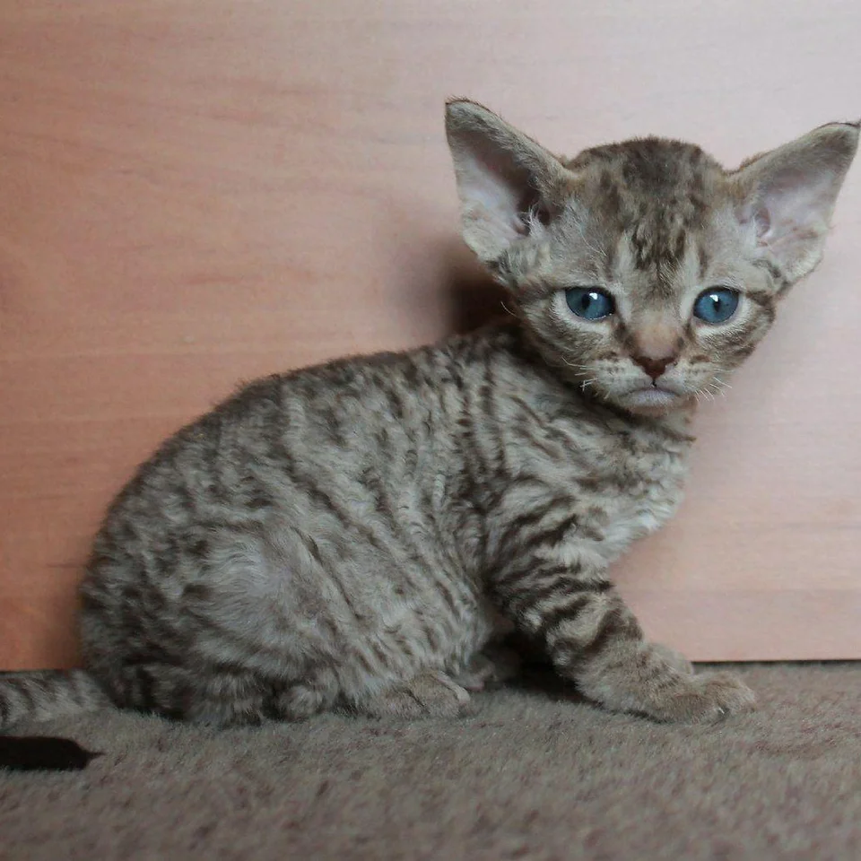 Macintosh Male Kitten Devon Rex Mysite1