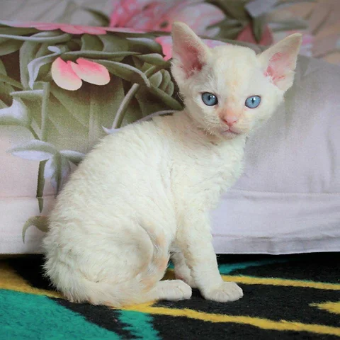 Marmaris Male Kitten Devon Rex Mysite1