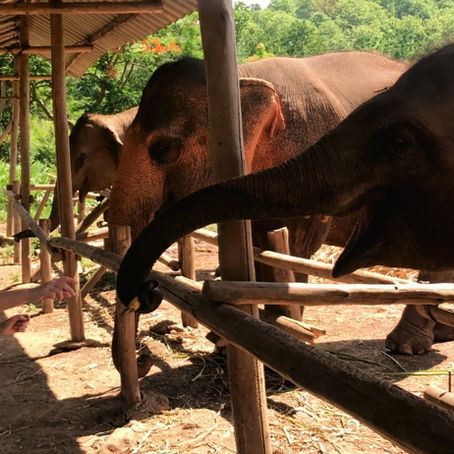 Discover the Luxury of Chiang Mai: A Journey Through Culture, Adventure, and Serenity