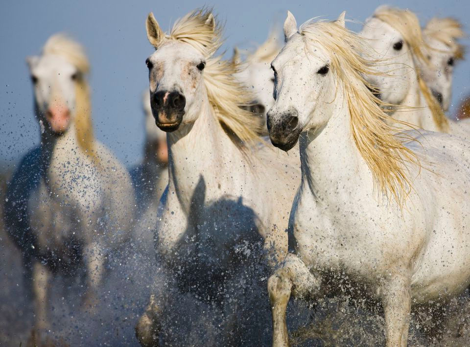 camargue