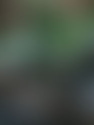 Automatic Sprinkler Fixing: Guaranteeing Your Yard Remains Eco-friendly