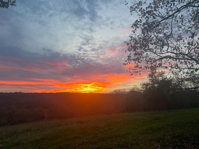 Sur mon arbre perché - coucher de soleil