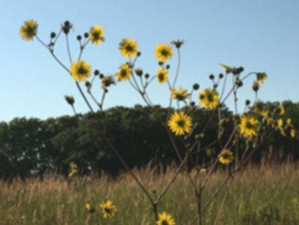 Prairie Dock