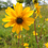 Thumbnail: Western Sunflower