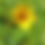 Thumbnail: Western Sunflower