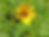 Thumbnail: Western Sunflower
