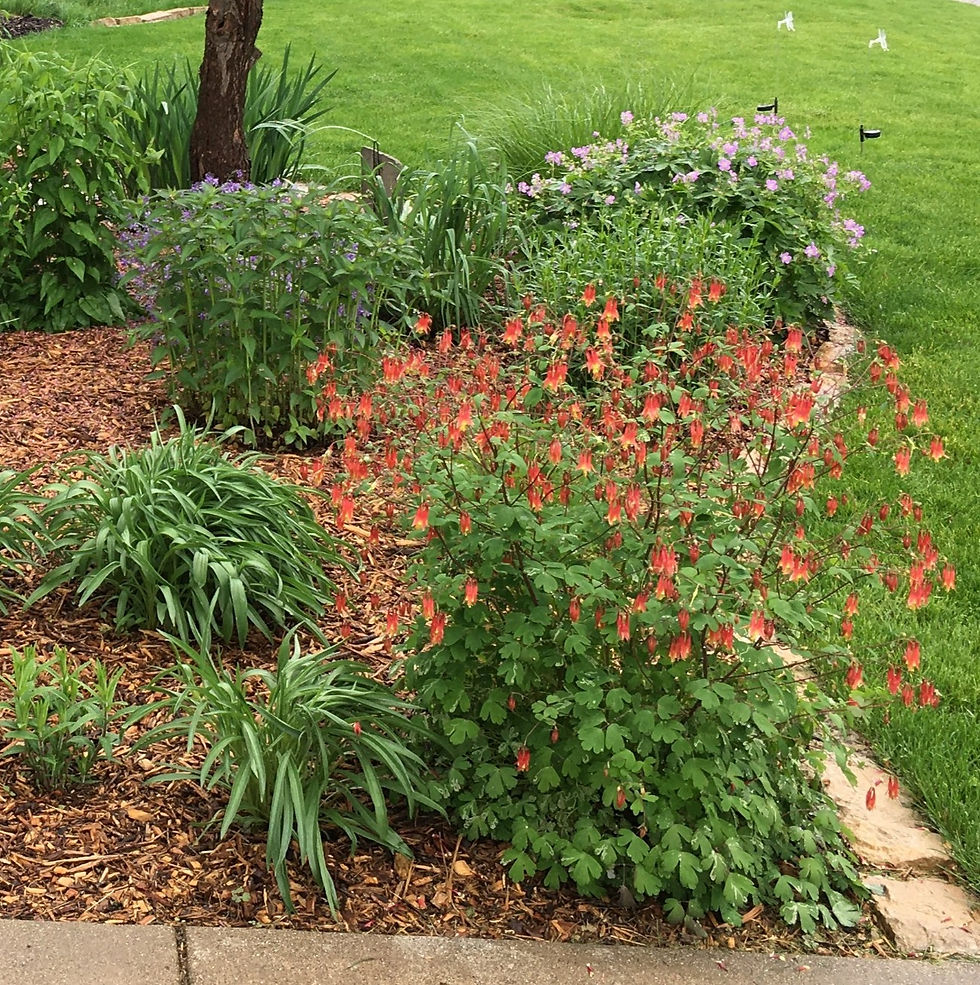 Thumbnail: Wild Columbine