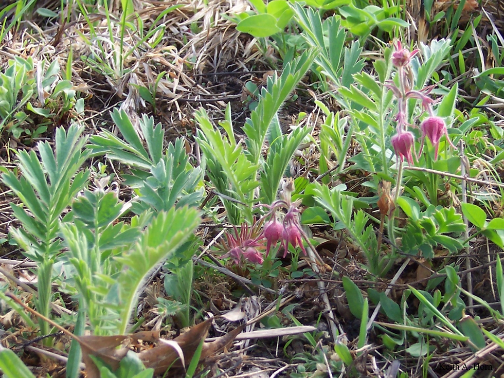 Thumbnail: Prairie Smoke
