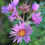 Thumbnail: Aromatic Aster