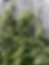Thumbnail: Virgin's Bower