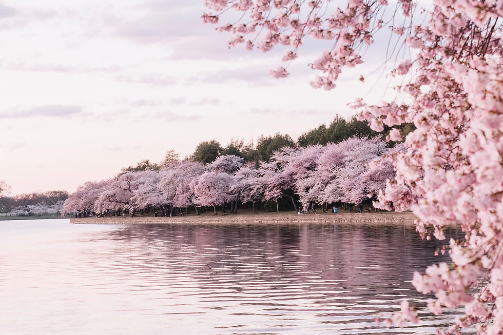 Cherry blossoms frame a calm lakeside, with pink trees lining the shore and soft reflections on the water under a pale sky.
