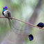 Foto do escritor: Clínica Colibri