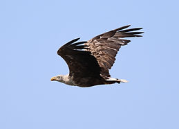 Mandøpigen-20250619-27.JPG