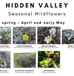 HiddenValleyWildflowersPoster_Thumb.jpg