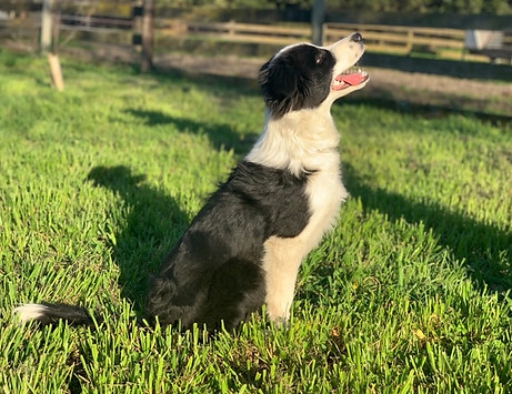 1219pupIMG_3749.jpeg