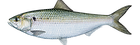 american-shad-464x170.png