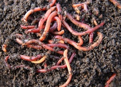 worms-400x307.jpg