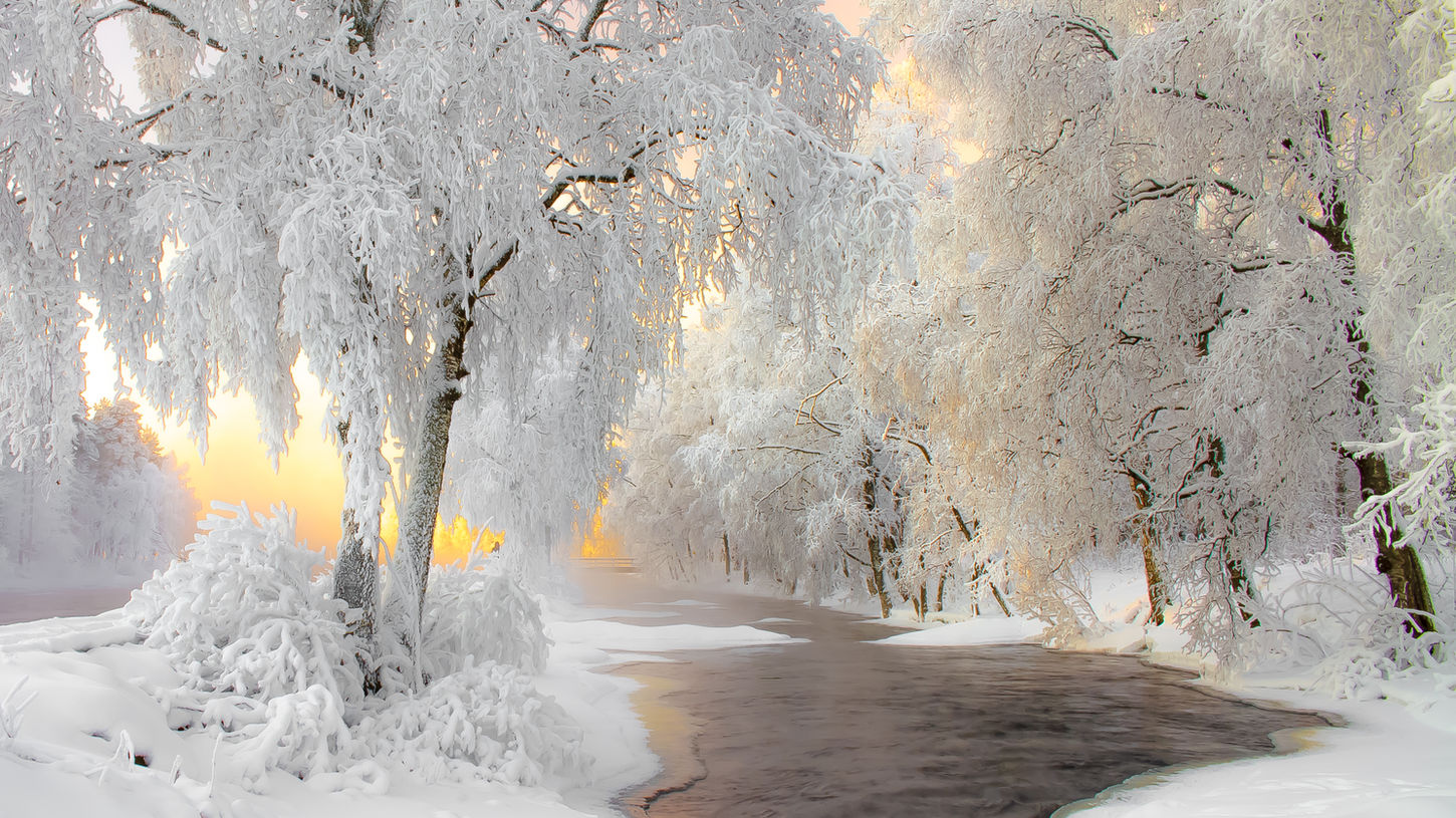 森林场景 finland.jpeg