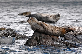 Seals.jpeg