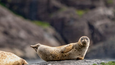 Common seal , Coruisk.jpeg