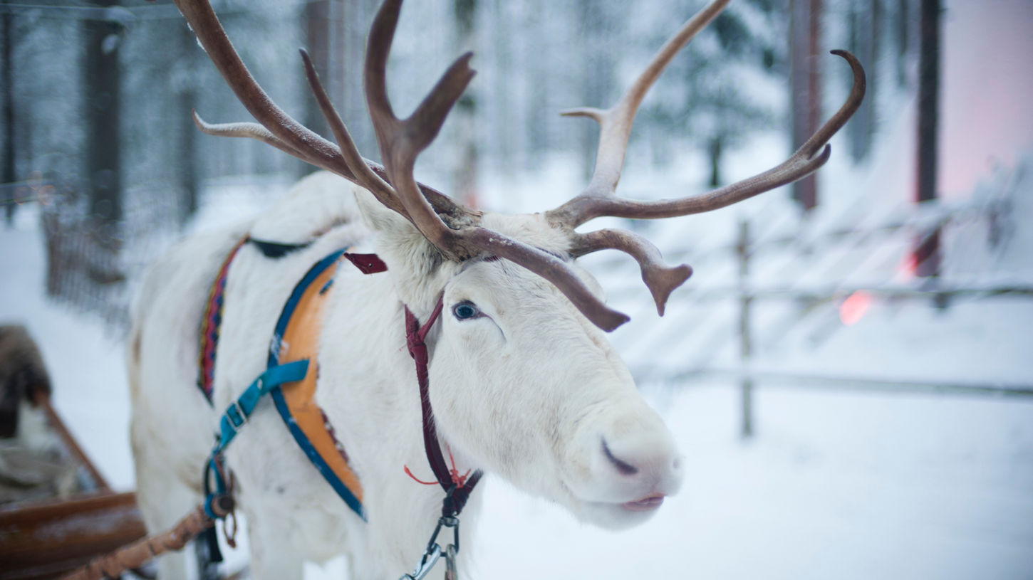 驯鹿 Lapland.jpeg
